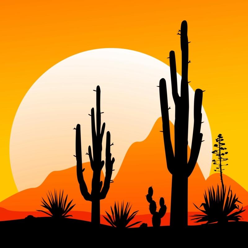 Mexico desert sunset 1
